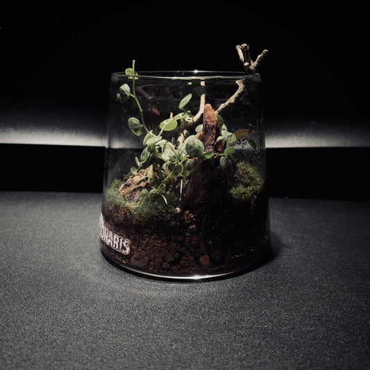 RAINFOREST MT. FUJI 雨林富士山生態瓶(680ML)