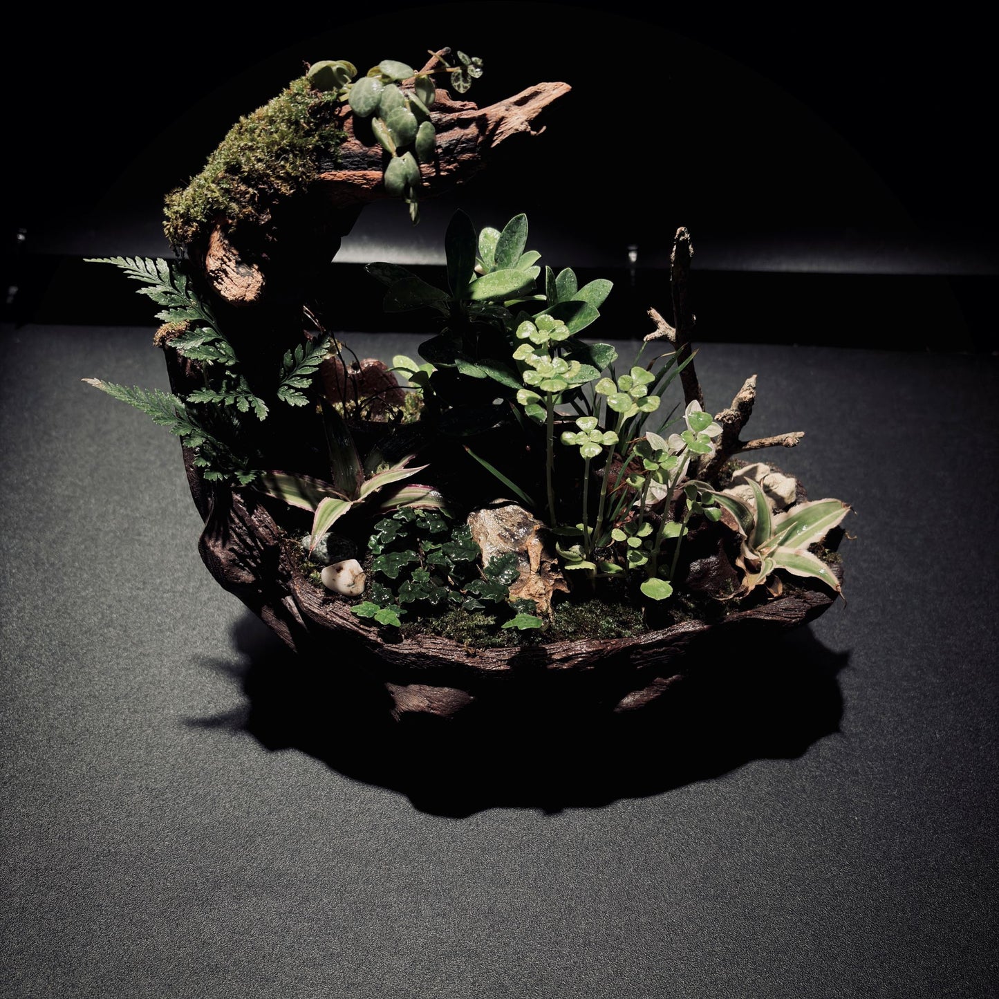 RAINFOREST TERRARIUM BOWL-Medium 生態缽(中)-雨林系列