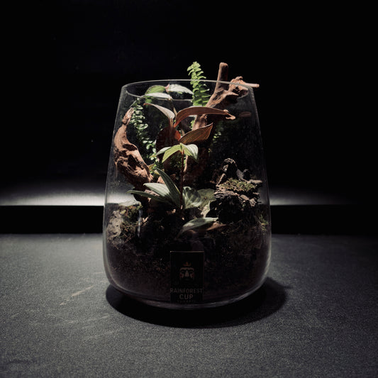 RAINFOREST TERRARIUM JAR 雨林生態瓶-15*18
