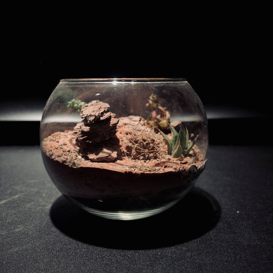 DESERT TERRARIUM JAR 沙漠生態瓶-5吋瓶
