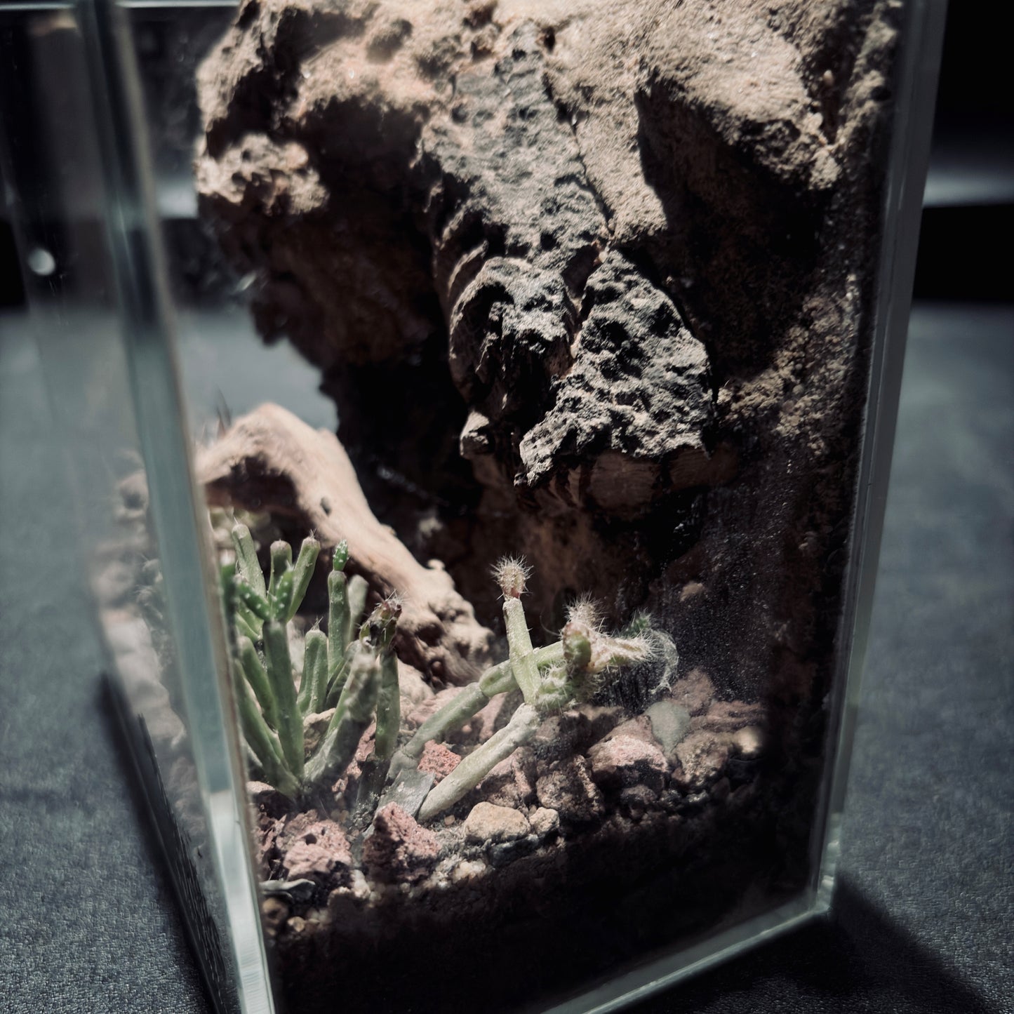 DESERT TERRARIUM TANK-SMALL 沙漠地形生態小缸(12× 8 × 12 cm)