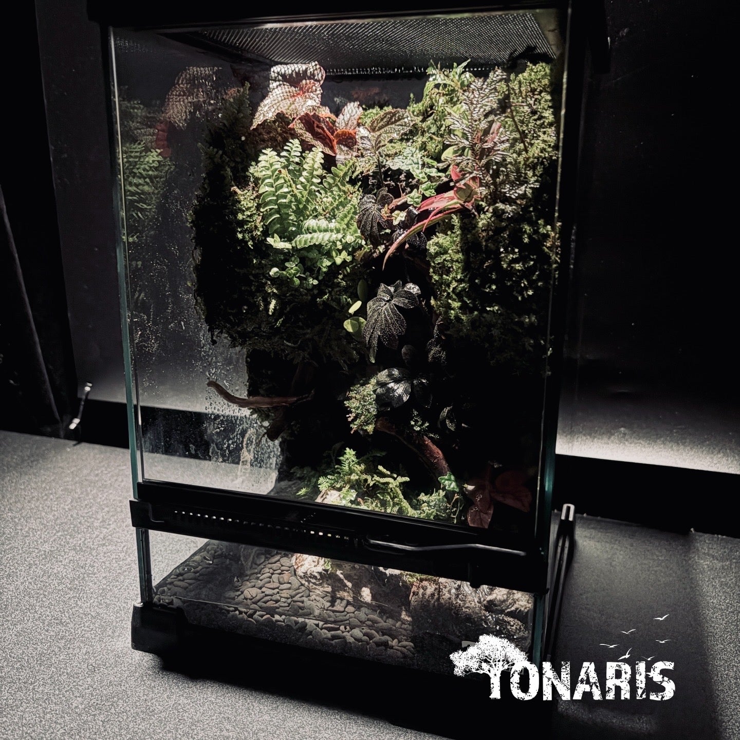 RAINFOREST PALUDARIUM ART-Still Water TANK 雨林兩棲(靜態)生態缸-20*20*30