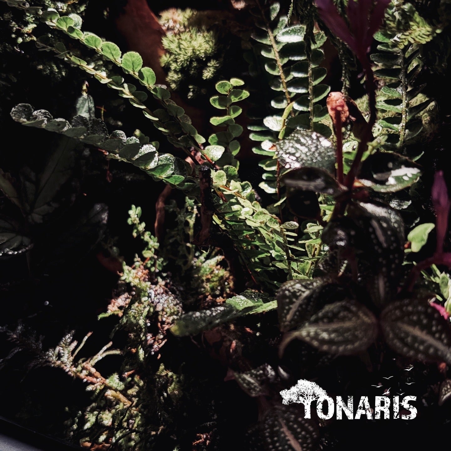 RAINFOREST TERRARIUM ART TANK 雨林陸生生態缸-20*20*30