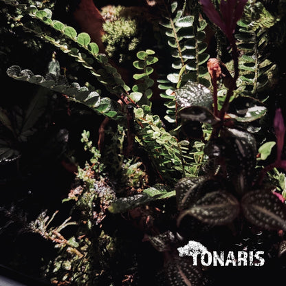 RAINFOREST TERRARIUM ART TANK 雨林陸生生態缸-20*20*30