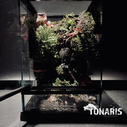 RAINFOREST PALUDARIUM ART-Still Water TANK 雨林兩棲(靜態)生態缸-20*20*30