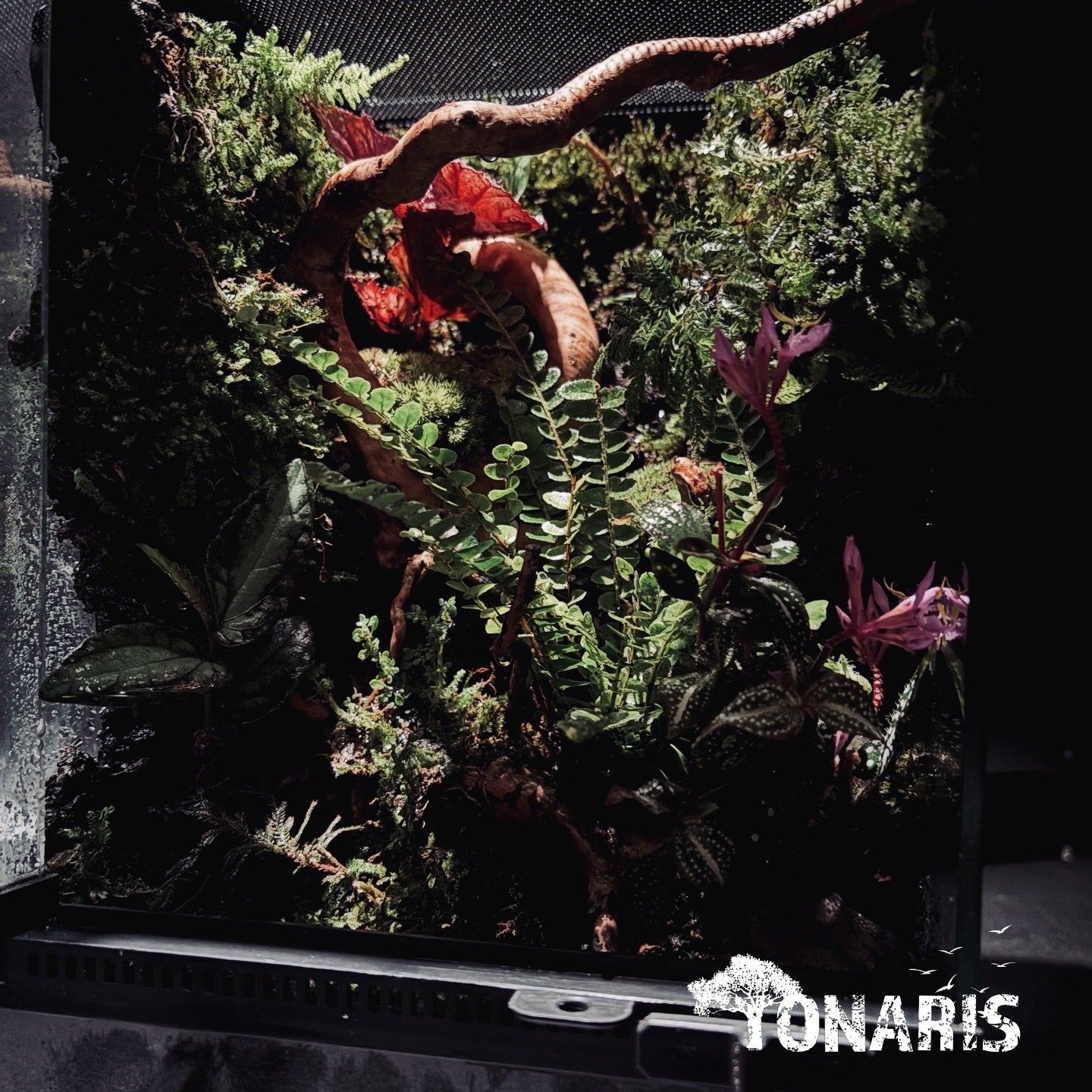 RAINFOREST TERRARIUM ART TANK 雨林陸生生態缸-20*20*30