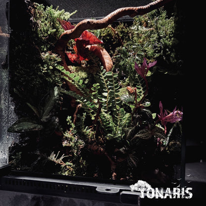 RAINFOREST TERRARIUM ART TANK 雨林陸生生態缸-20*20*30