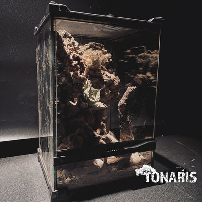 DESERT TERRARIUM ART TANK 沙漠生態缸-20*20*30