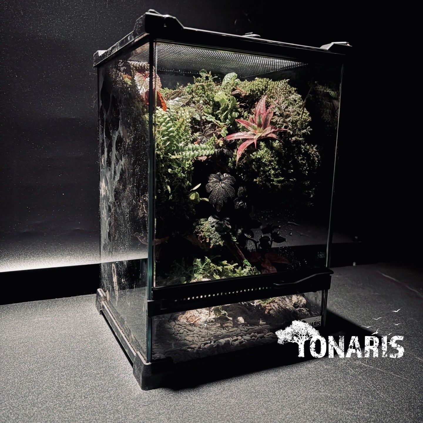 RAINFOREST PALUDARIUM ART-Still Water TANK 雨林兩棲(靜態)生態缸-20*20*30
