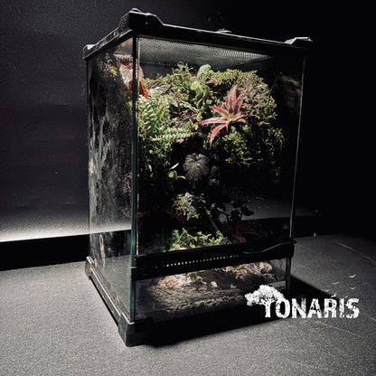 RAINFOREST PALUDARIUM ART-Still Water TANK 雨林兩棲(靜態)生態缸-20*20*30