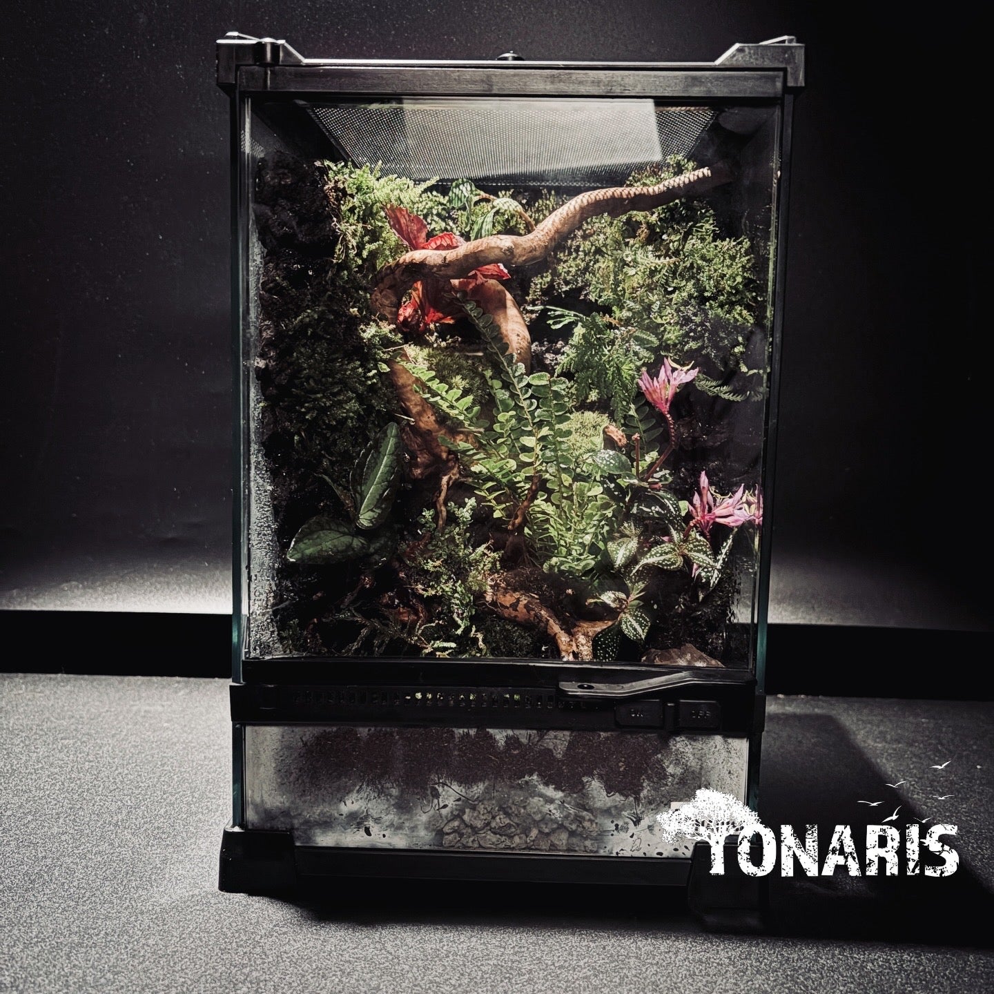 RAINFOREST TERRARIUM ART TANK 雨林陸生生態缸-20*20*30