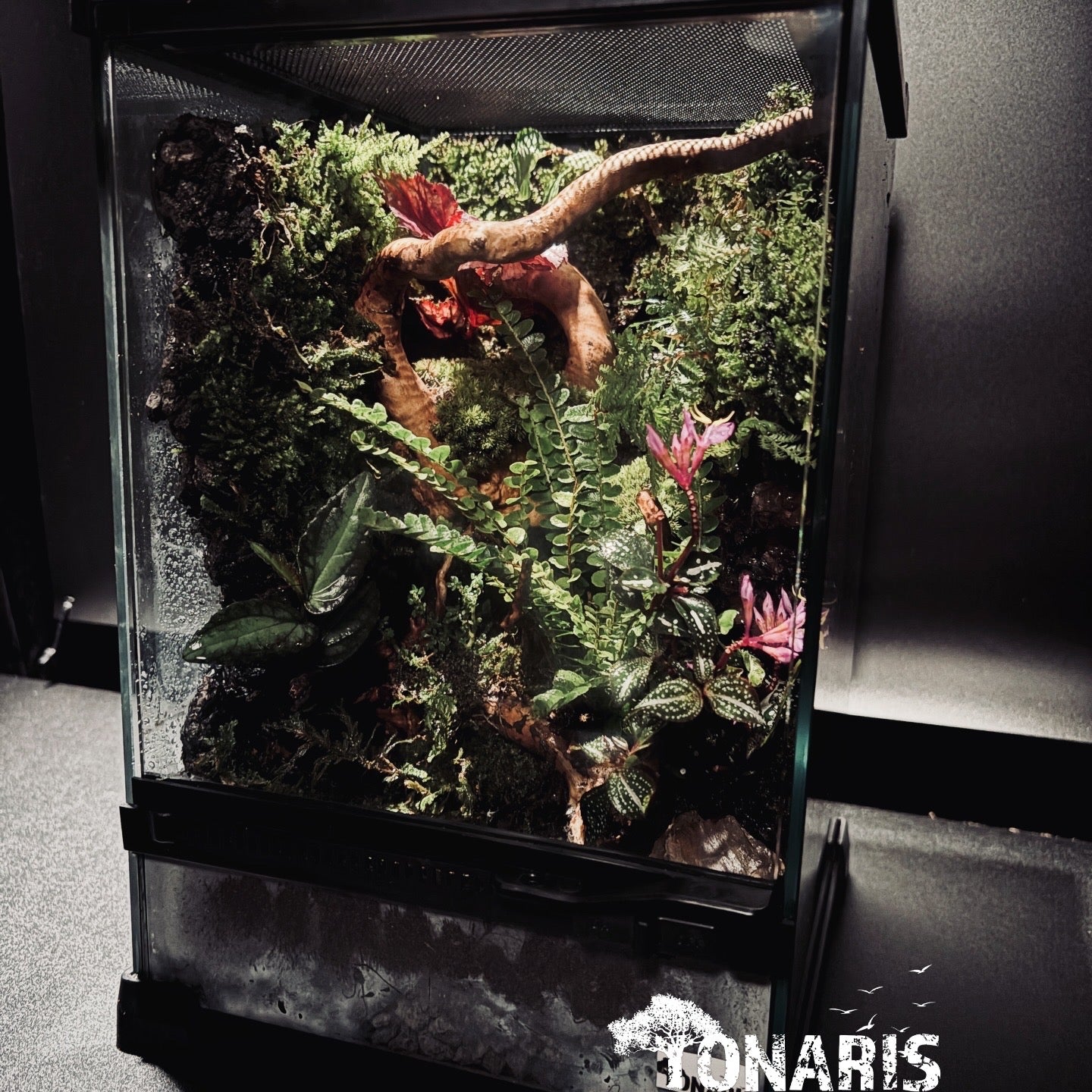 RAINFOREST TERRARIUM ART TANK 雨林陸生生態缸-20*20*30