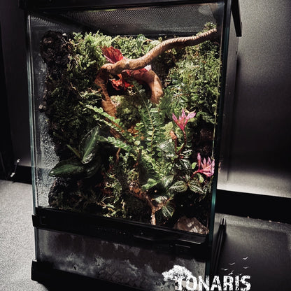 RAINFOREST TERRARIUM ART TANK 雨林陸生生態缸-20*20*30