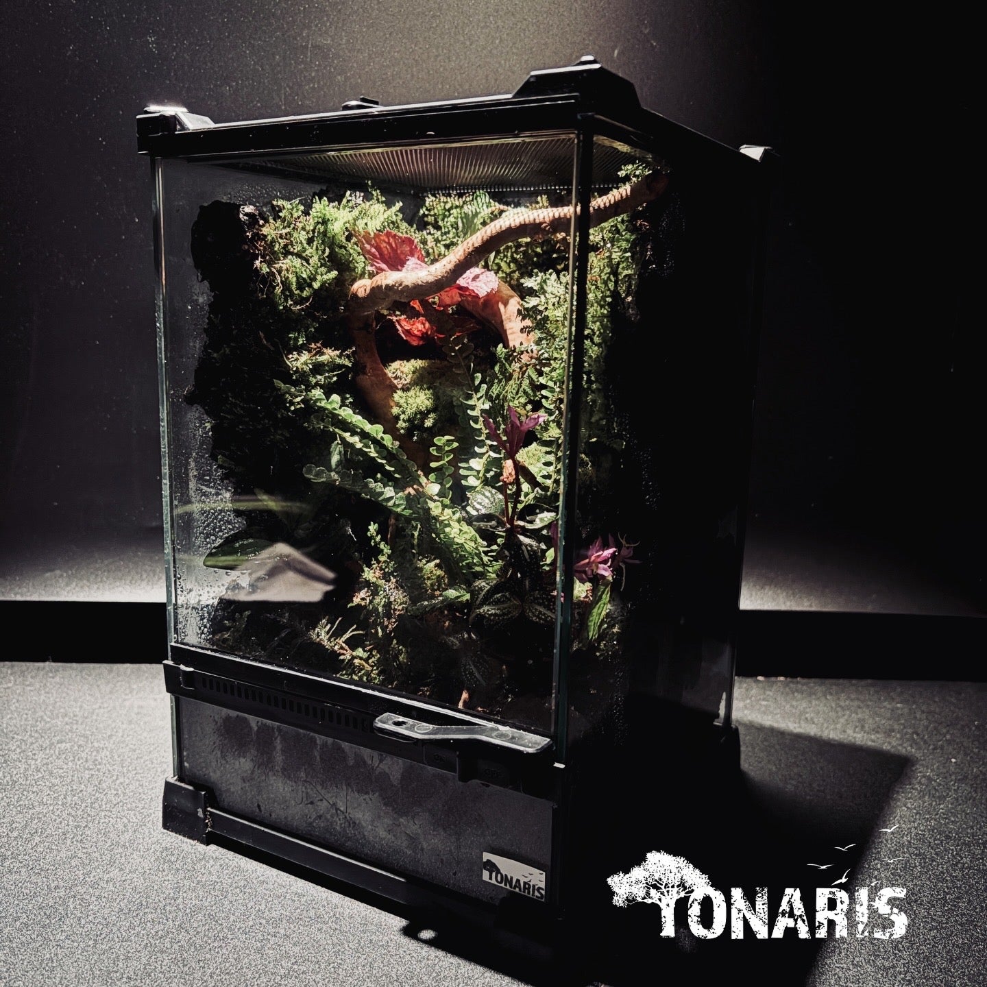 RAINFOREST TERRARIUM ART TANK 雨林陸生生態缸-20*20*30