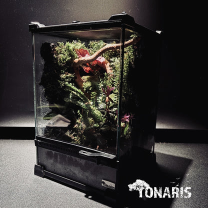 RAINFOREST TERRARIUM ART TANK 雨林陸生生態缸-20*20*30