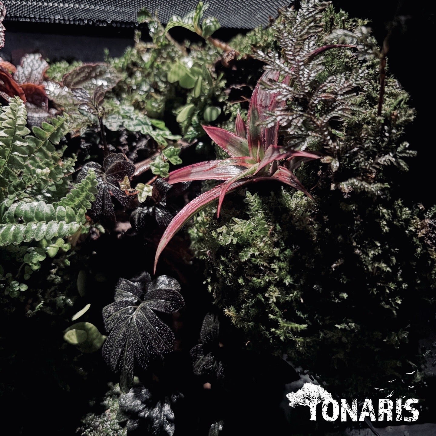 RAINFOREST PALUDARIUM ART-Still Water TANK 雨林兩棲(靜態)生態缸-20*20*30