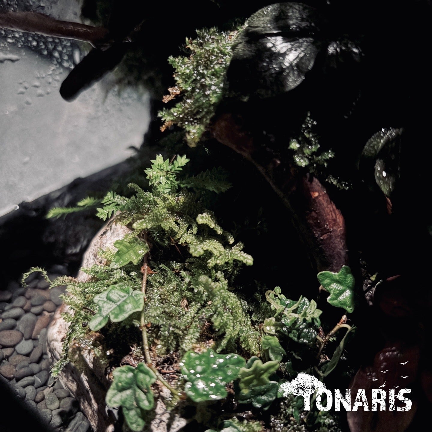 RAINFOREST PALUDARIUM ART-Still Water TANK 雨林兩棲(靜態)生態缸-20*20*30