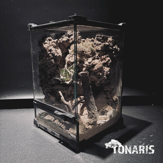 DESERT TERRARIUM ART TANK 沙漠生態缸-20*20*30