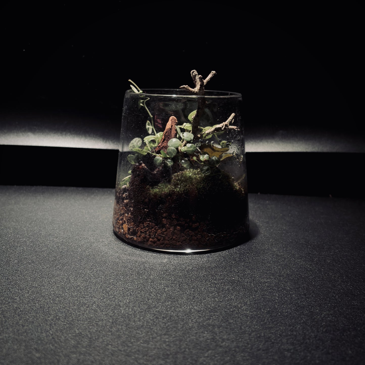 雨林富士山生態瓶（680ML）