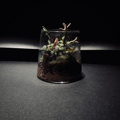 雨林富士山生態瓶（680ML）