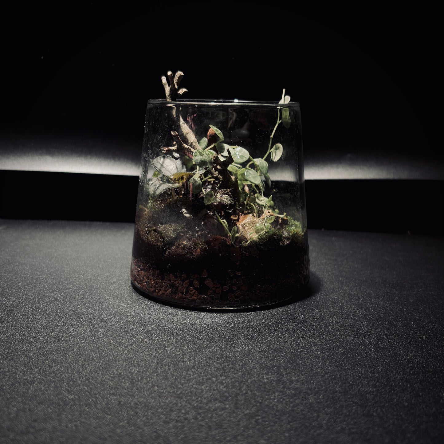 雨林富士山生態瓶（680ML）