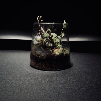 雨林富士山生態瓶（680ML）