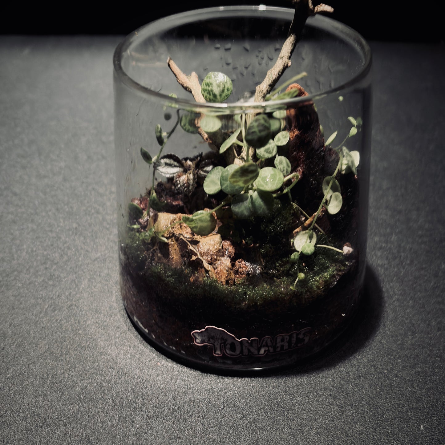 雨林富士山生態瓶（680ML）
