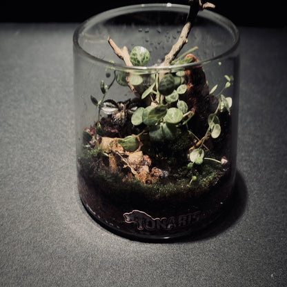 雨林富士山生態瓶（680ML）