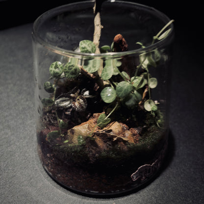 雨林富士山生態瓶（680ML）