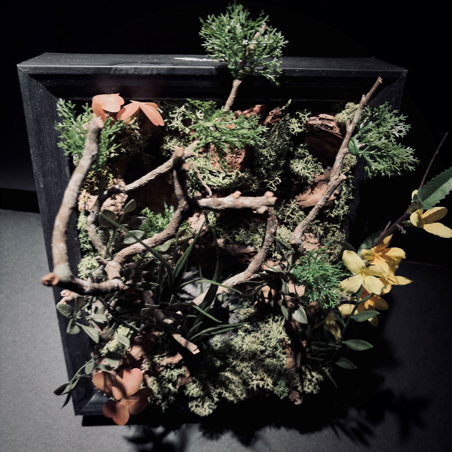 雨林立體生態框（25 × 25 cm)