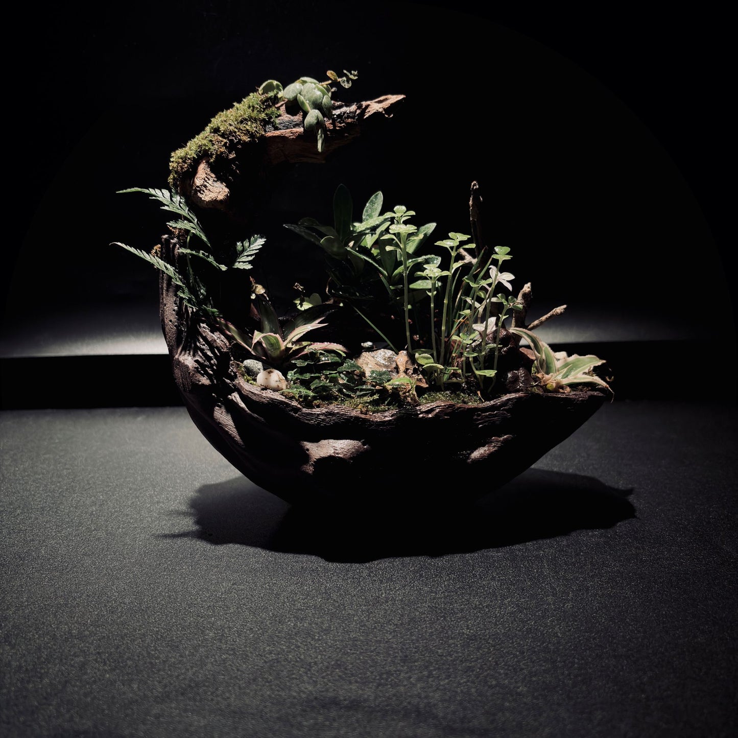 RAINFOREST TERRARIUM BOWL-Medium 生態缽(中)-雨林系列