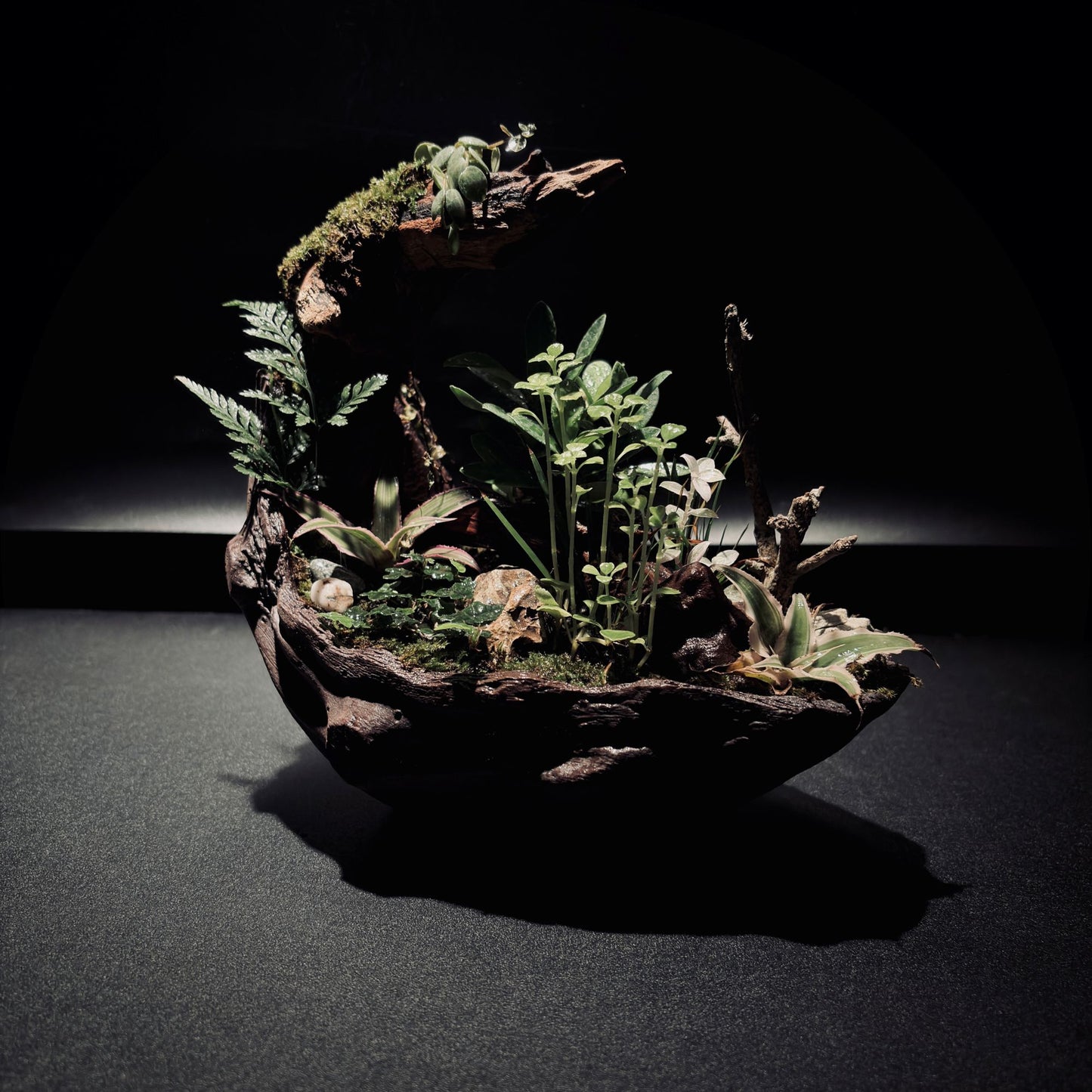 RAINFOREST TERRARIUM BOWL-Medium 生態缽(中)-雨林系列