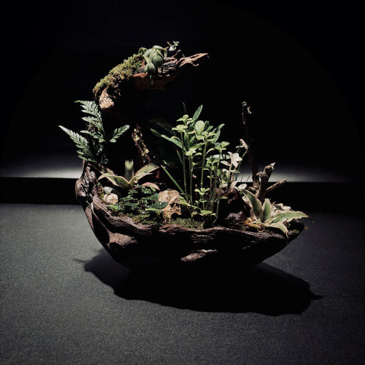 RAINFOREST TERRARIUM BOWL-Medium 生態缽(中)-雨林系列
