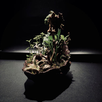 RAINFOREST TERRARIUM BOWL-Medium 生態缽(中)-雨林系列