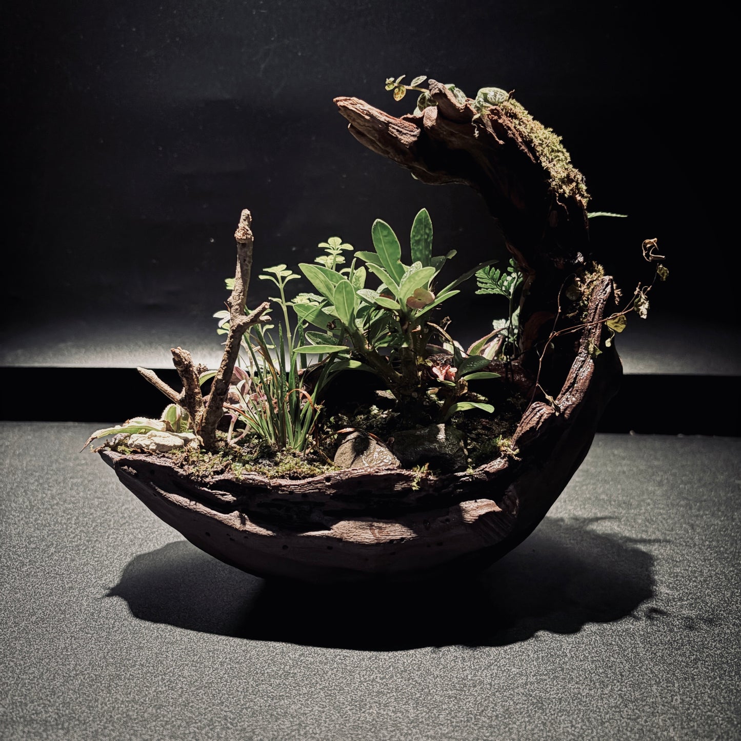 RAINFOREST TERRARIUM BOWL-Medium 生態缽(中)-雨林系列