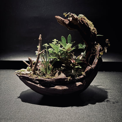 RAINFOREST TERRARIUM BOWL-Medium 生態缽(中)-雨林系列