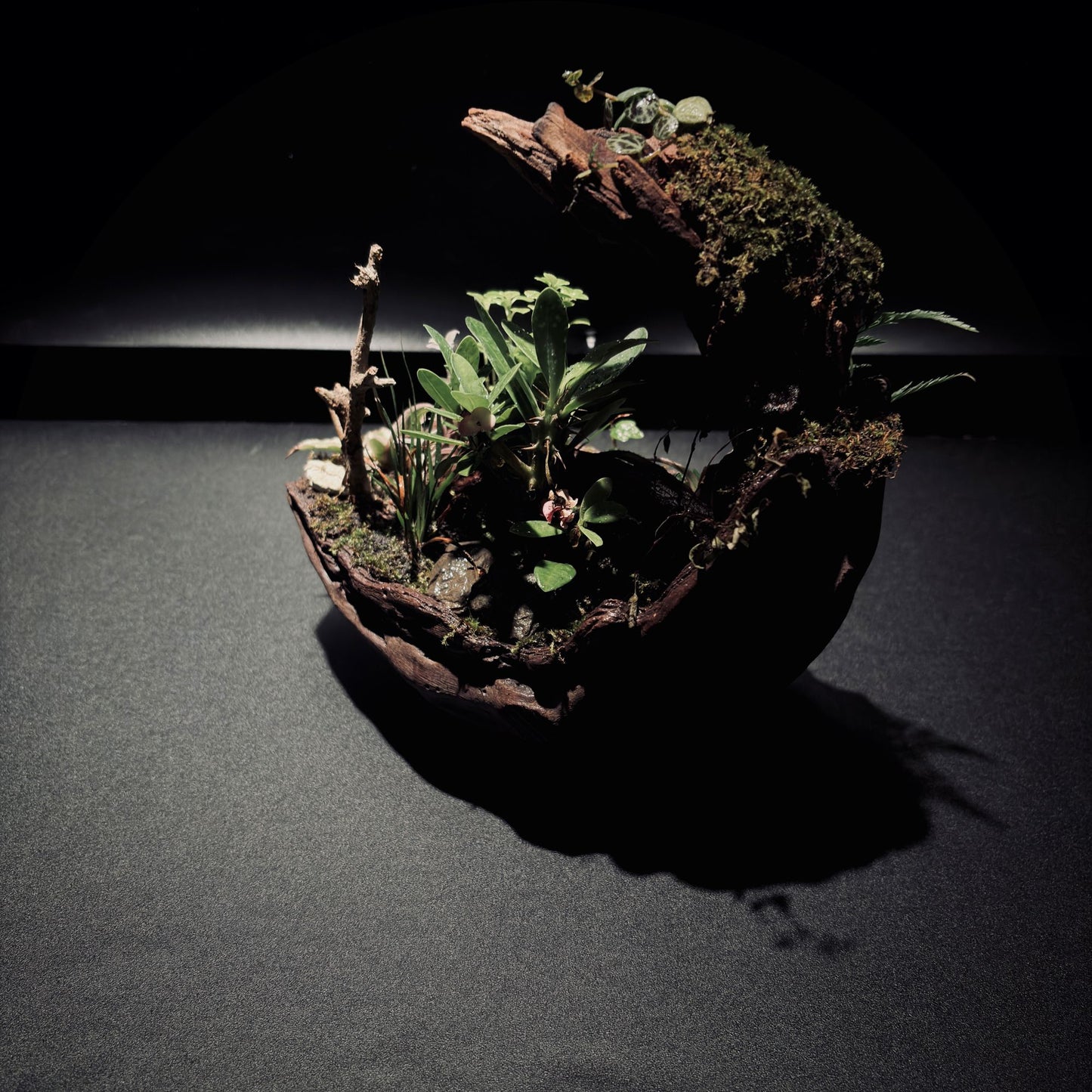 RAINFOREST TERRARIUM BOWL-Medium 生態缽(中)-雨林系列