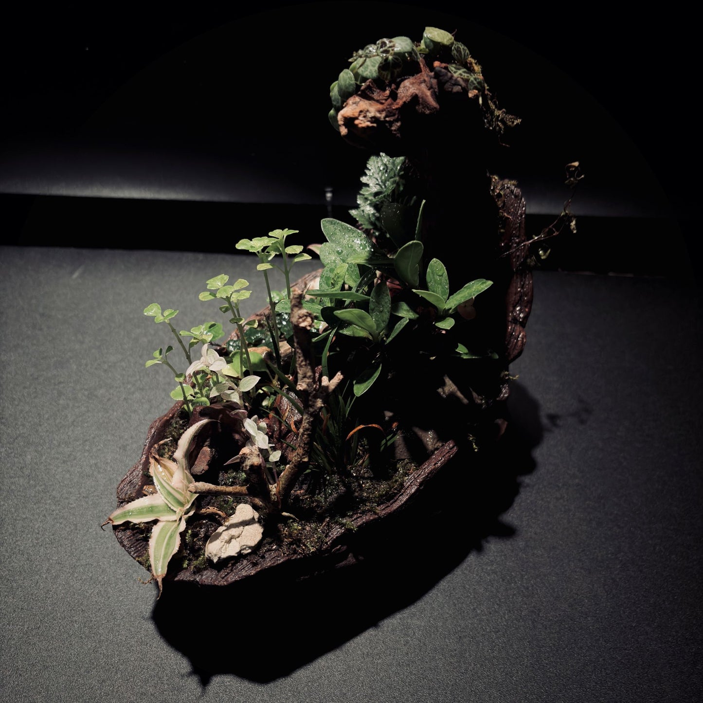 RAINFOREST TERRARIUM BOWL-Medium 生態缽(中)-雨林系列