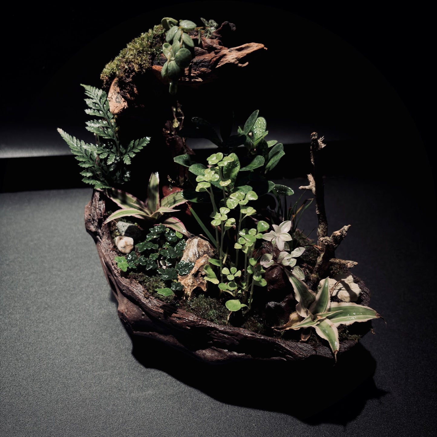 RAINFOREST TERRARIUM BOWL-Medium 生態缽(中)-雨林系列