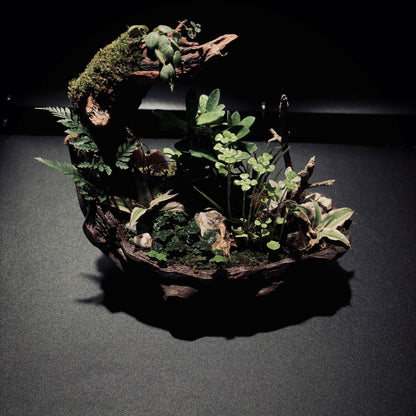RAINFOREST TERRARIUM BOWL-Medium 生態缽(中)-雨林系列