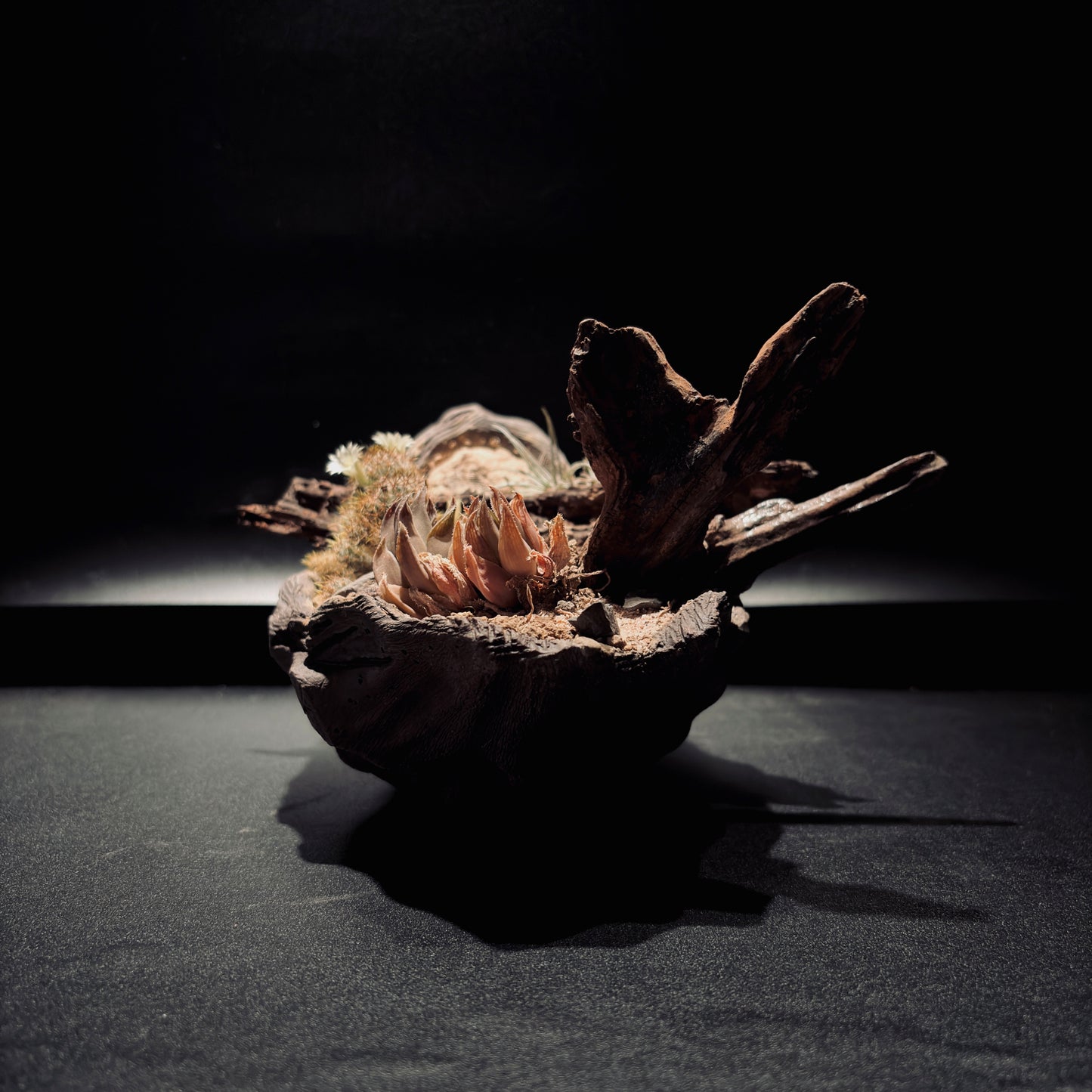 DESERT TERRARIUM BOWL-Medium 生態缽(中)-沙漠系列