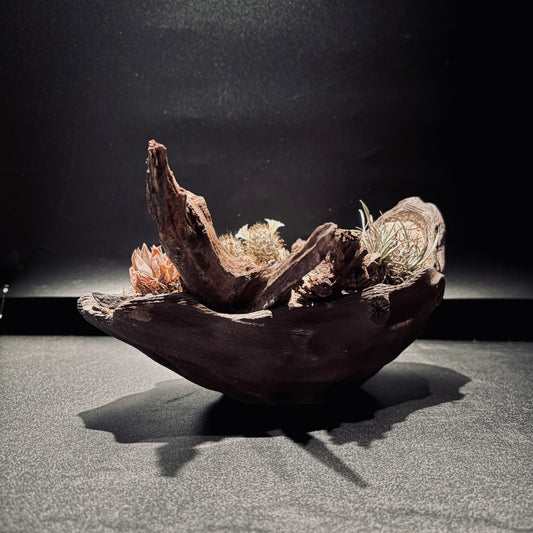 DESERT TERRARIUM BOWL-Medium 生態缽(中)-沙漠系列