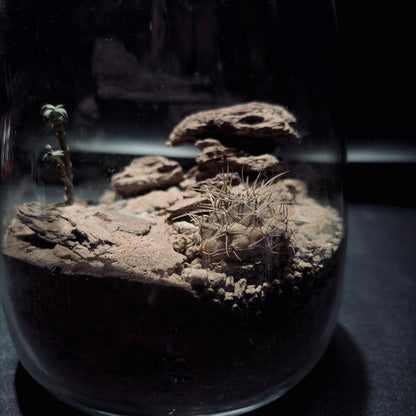 DESERT TERRARIUM JAR 沙漠生態瓶-15*18