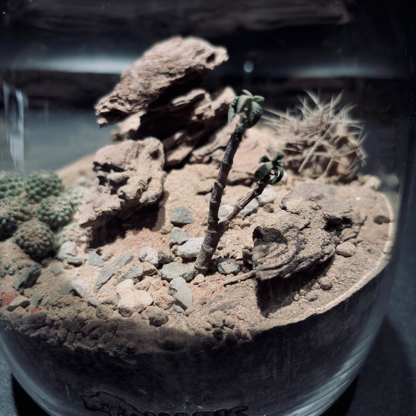 DESERT TERRARIUM JAR 沙漠生態瓶-15*18