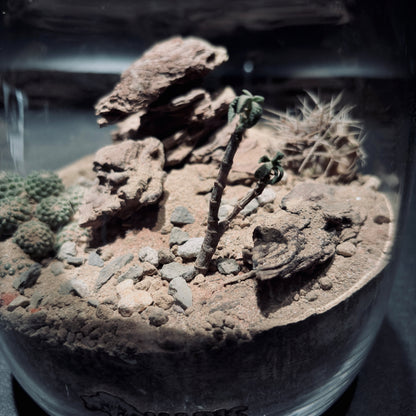DESERT TERRARIUM JAR 沙漠生態瓶-15*18