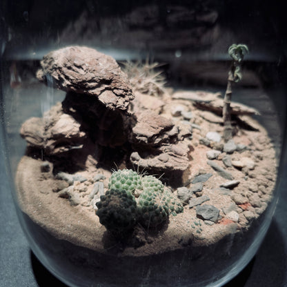 DESERT TERRARIUM JAR 沙漠生態瓶-15*18
