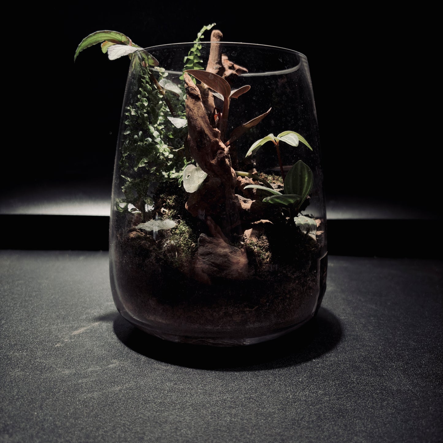 RAINFOREST TERRARIUM JAR 雨林生態瓶-15*18