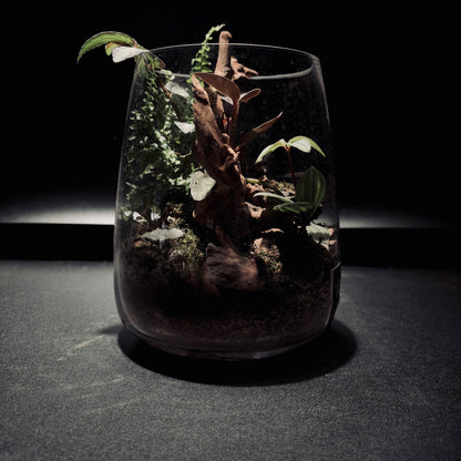 RAINFOREST TERRARIUM JAR 雨林生態瓶-15*18
