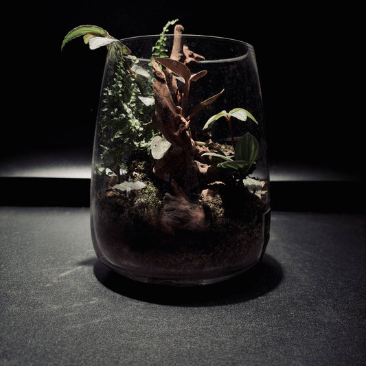 RAINFOREST TERRARIUM JAR 雨林生態瓶-15*18