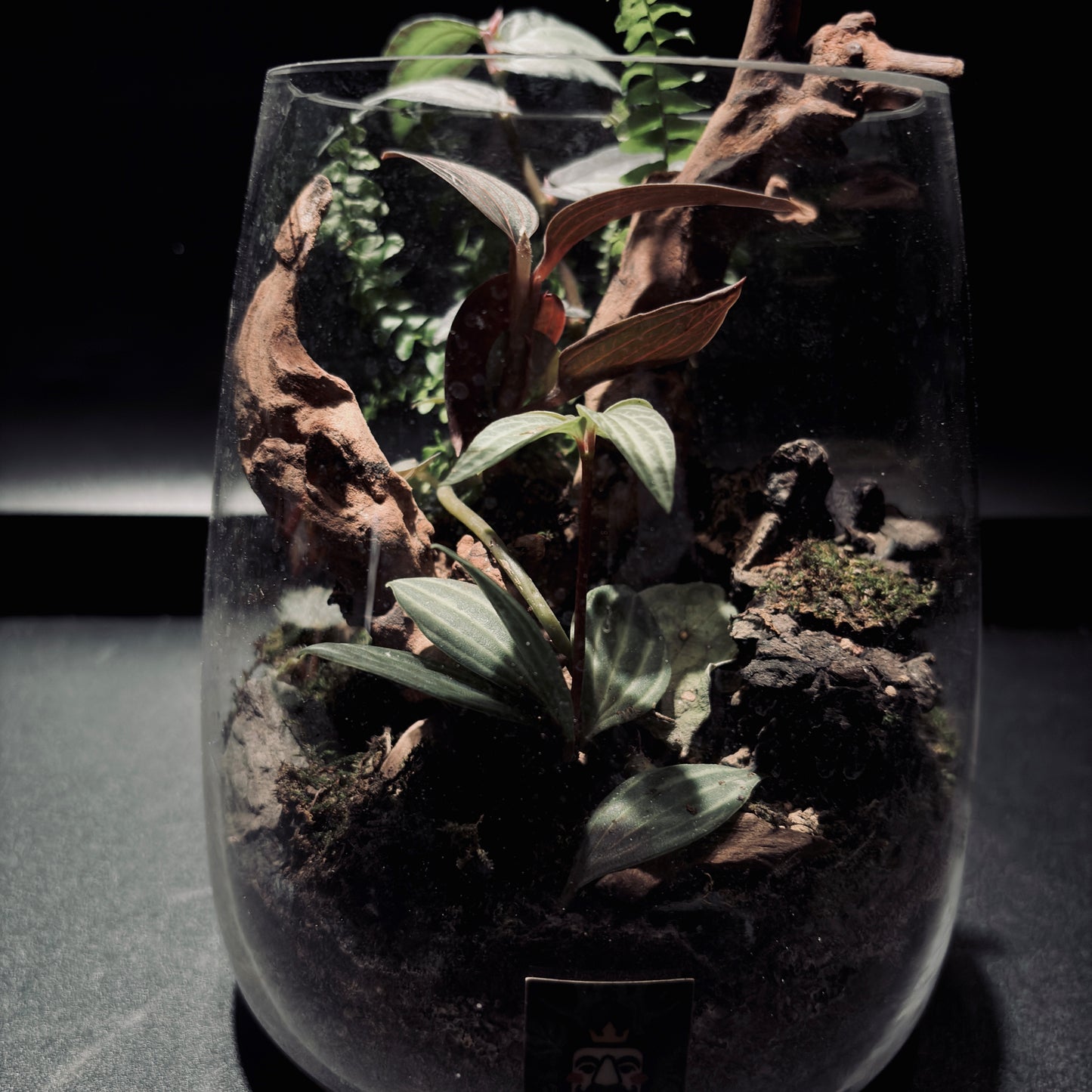 RAINFOREST TERRARIUM JAR 雨林生態瓶-15*18